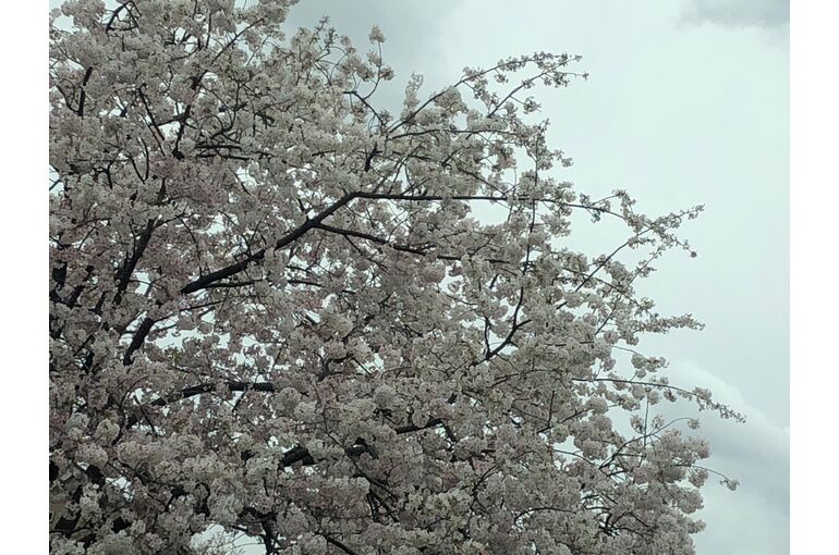 D27DA4C3-BC46-4C0B-B861-AE845FBF3A37